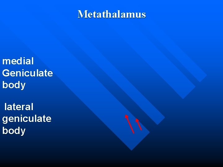 Metathalamus medial Geniculate body lateral geniculate body 