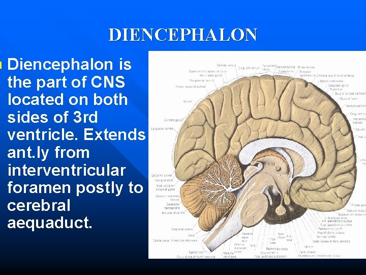 n DIENCEPHALON Diencephalon is the part of CNS located on both sides of 3