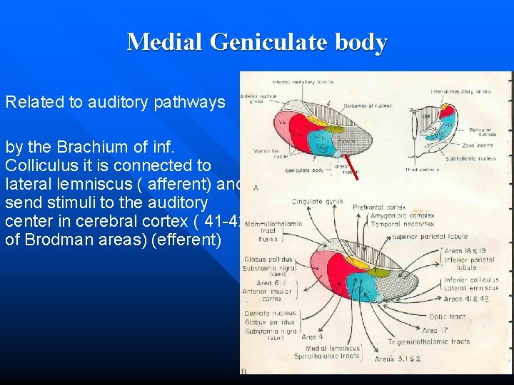 Medial Geniculate body Related to auditory pathways by the Brachium of inf. Colliculus it