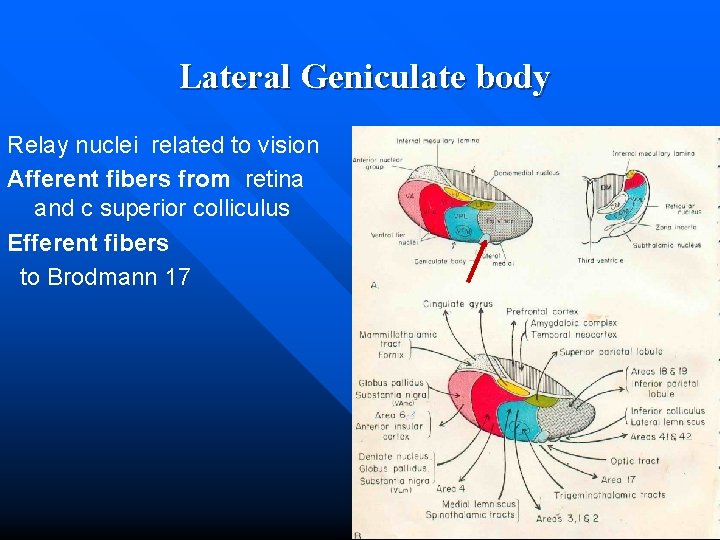 Lateral Geniculate body Relay nuclei related to vision Afferent fibers from retina and c