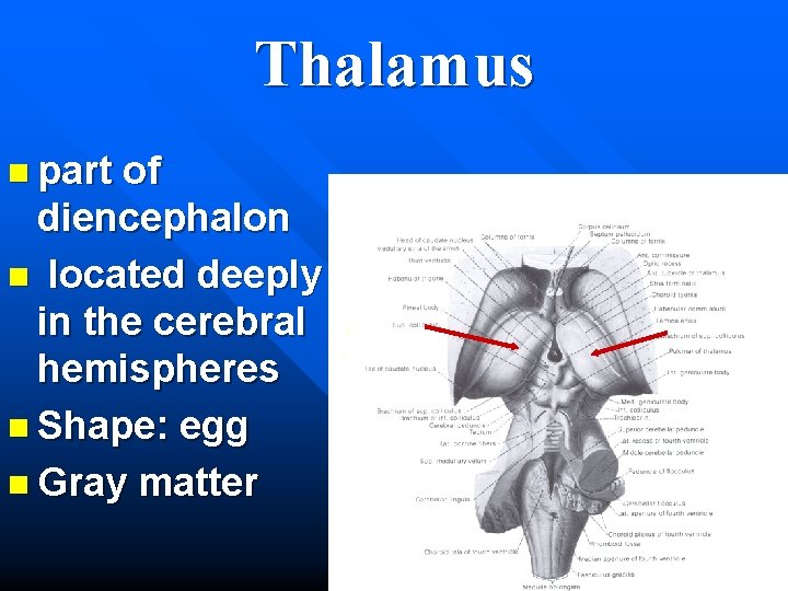 Thalamus n part of diencephalon n located deeply in the cerebral hemispheres n Shape: