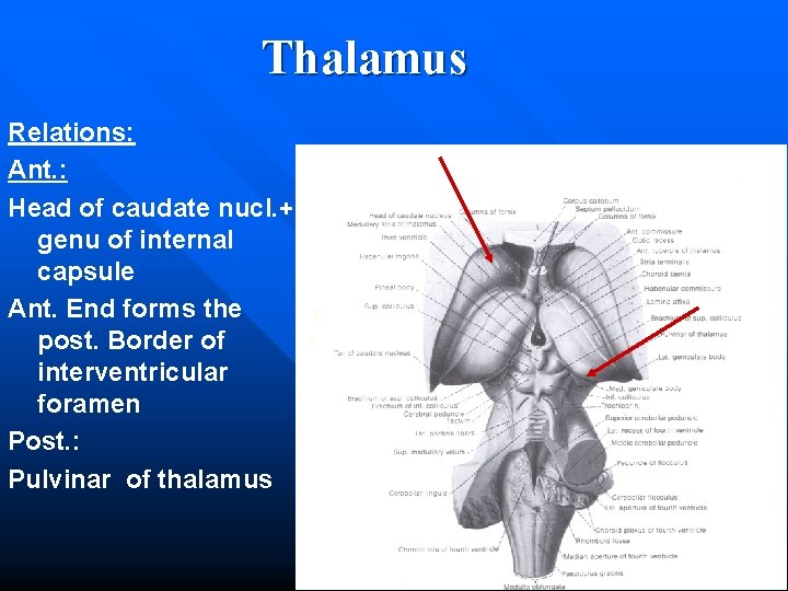 Thalamus Relations: Ant. : Head of caudate nucl. + genu of internal capsule Ant.