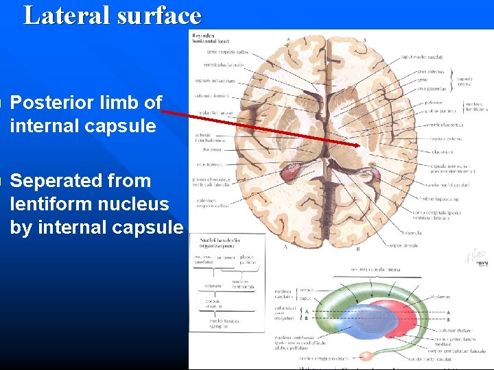 Lateral surface n Posterior limb of internal capsule n Seperated from lentiform nucleus by