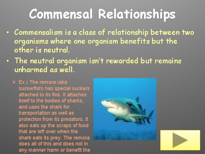 Commensal Relationships • Commensalism is a class of relationship between two organisms where one