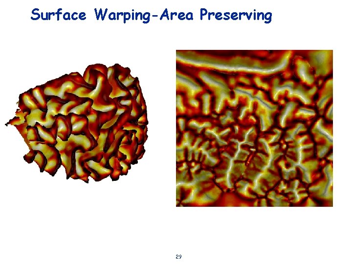 Surface Warping-Area Preserving 29 