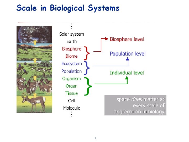 Scale in Biological Systems 3 