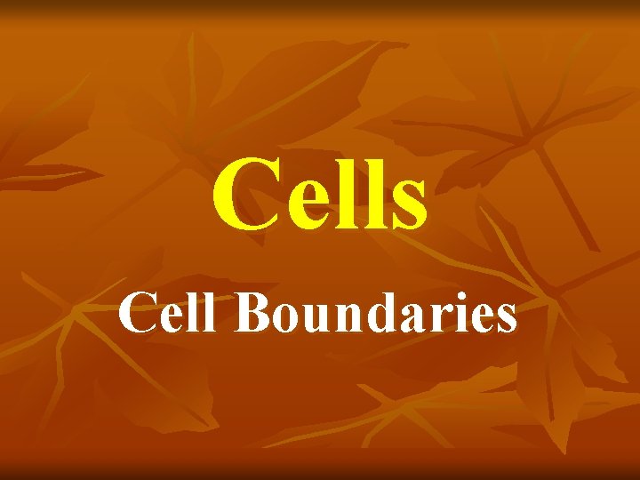 Cells Cell Boundaries What Are We Learning n