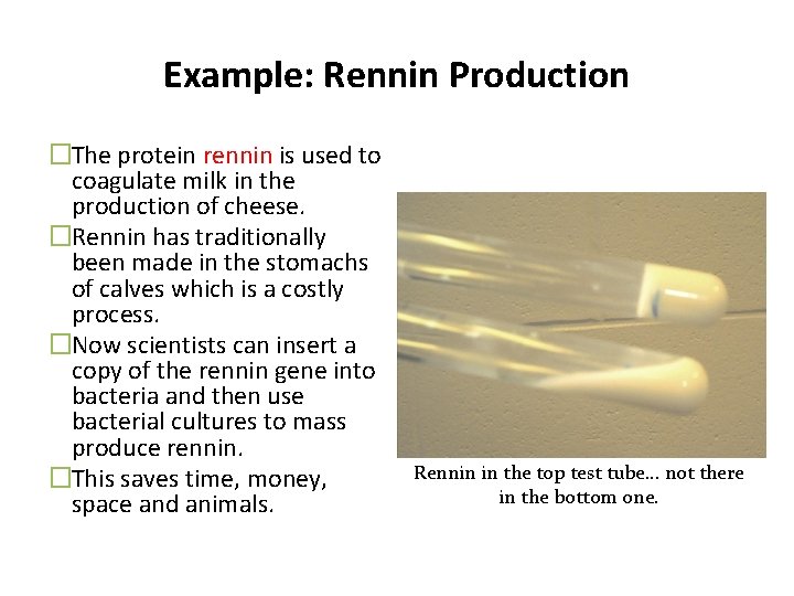 Example: Rennin Production �The protein rennin is used to coagulate milk in the production