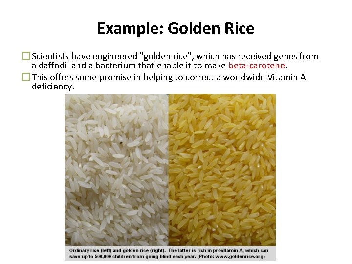 Example: Golden Rice � Scientists have engineered "golden rice", which has received genes from