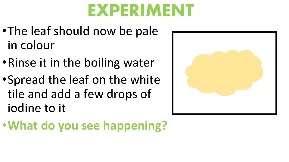 EXPERIMENT • The leaf should now be pale in colour • Rinse it in