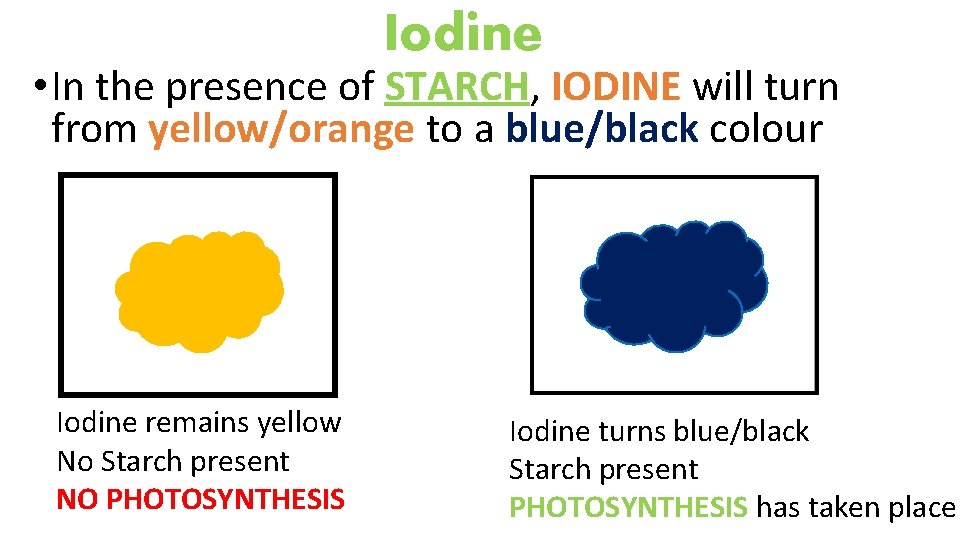 Iodine • In the presence of STARCH, IODINE will turn from yellow/orange to a