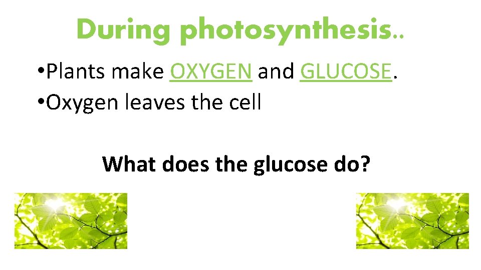 During photosynthesis. . • Plants make OXYGEN and GLUCOSE. • Oxygen leaves the cell