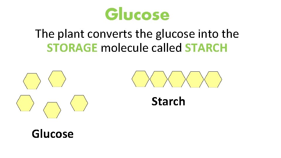 Glucose The plant converts the glucose into the STORAGE molecule called STARCH Starch Glucose