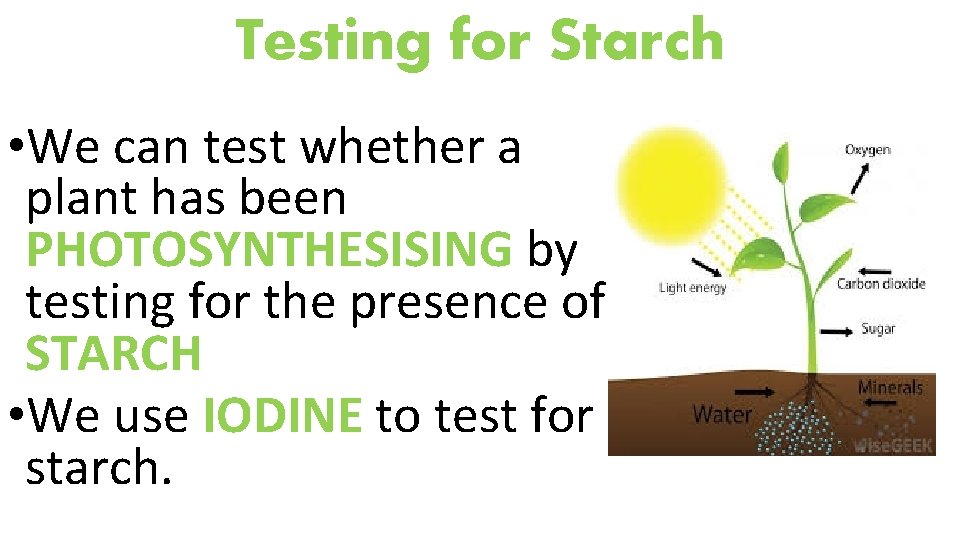 Testing for Starch • We can test whether a plant has been PHOTOSYNTHESISING by
