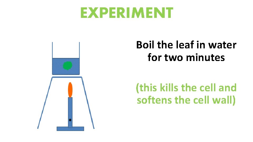 EXPERIMENT Boil the leaf in water for two minutes (this kills the cell and