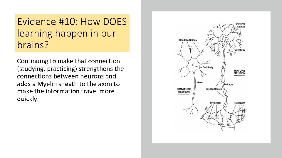 Evidence #10: How DOES learning happen in our brains? Continuing to make that connection