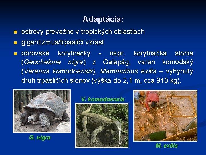 Adaptácia: n ostrovy prevažne v tropických oblastiach n gigantizmus/trpasličí vzrast n obrovské korytnačky -