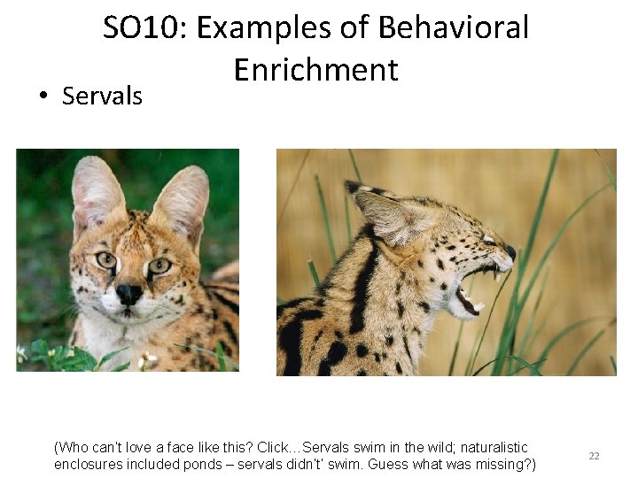 SO 10: Examples of Behavioral Enrichment • Servals (Who can’t love a face like