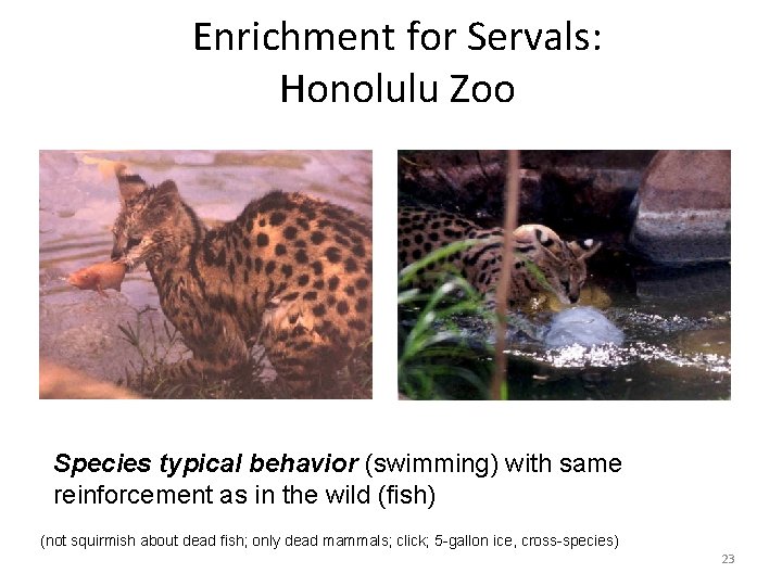 Enrichment for Servals: Honolulu Zoo Species typical behavior (swimming) with same reinforcement as in