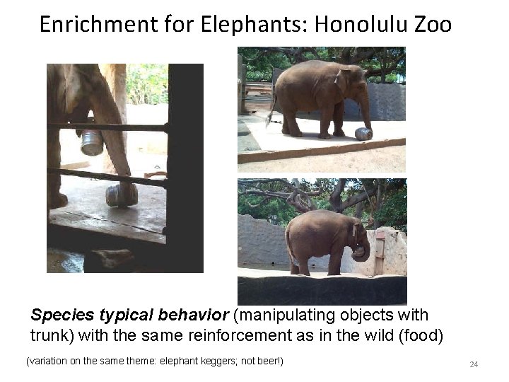 Enrichment for Elephants: Honolulu Zoo Species typical behavior (manipulating objects with trunk) with the