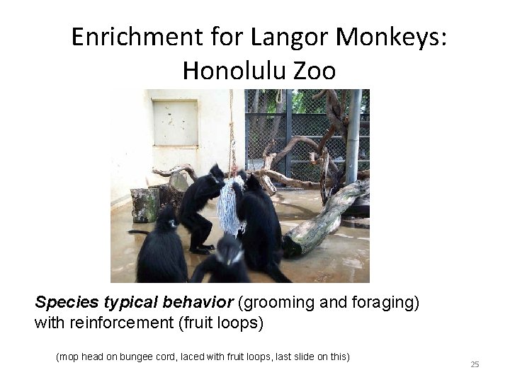 Enrichment for Langor Monkeys: Honolulu Zoo Species typical behavior (grooming and foraging) with reinforcement