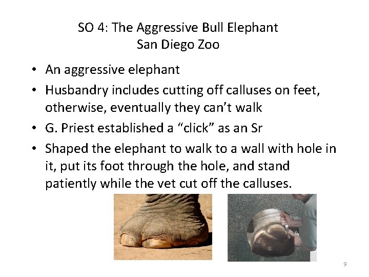 SO 4: The Aggressive Bull Elephant San Diego Zoo • An aggressive elephant •