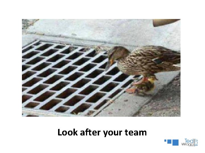 Look after your team Look after your team