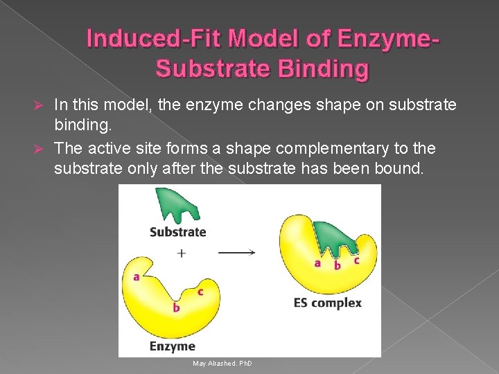 Induced-Fit Model of Enzyme. Substrate Binding In this model, the enzyme changes shape on