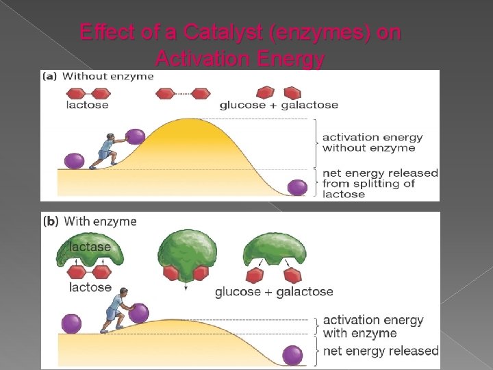 Effect of a Catalyst (enzymes) on Activation Energy May Alrashed. Ph. D 