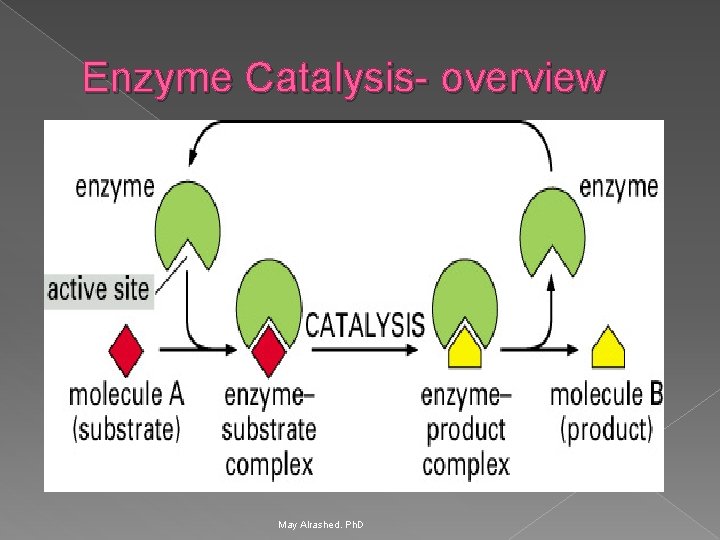 Enzyme Catalysis- overview May Alrashed. Ph. D 