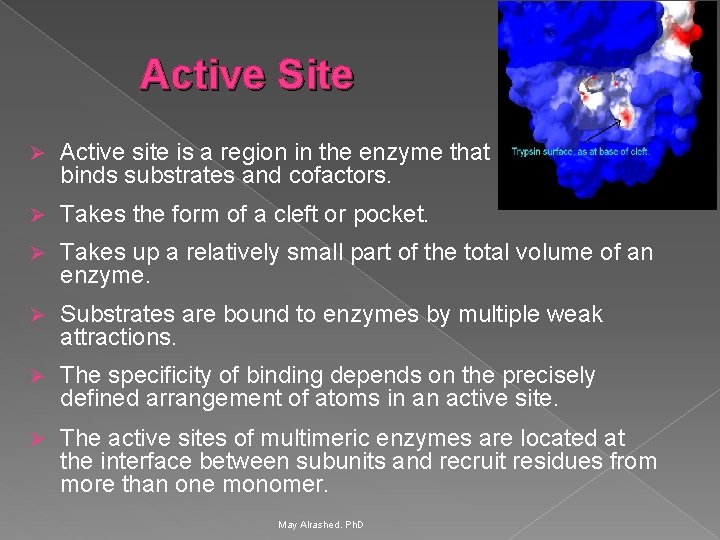 Active Site Ø Active site is a region in the enzyme that binds substrates