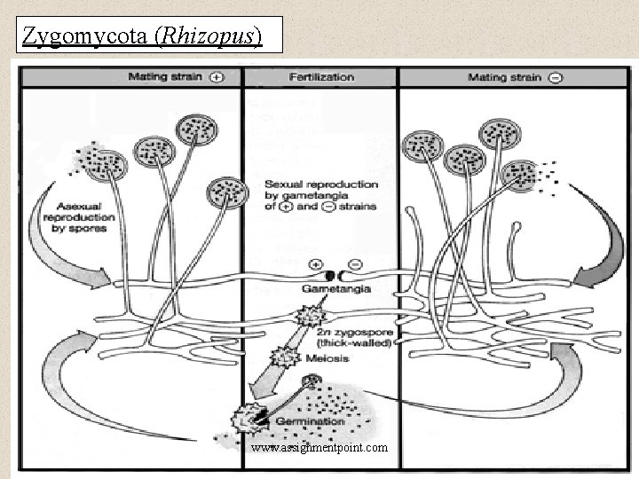 Zygomycota (Rhizopus) www. assignmentpoint. com 