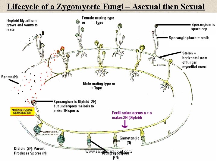 Lifecycle of a Zygomycete Fungi – Asexual then Sexual www. assignmentpoint. com 
