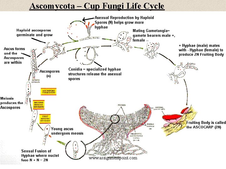 Ascomycota – Cup Fungi Life Cycle www. assignmentpoint. com 