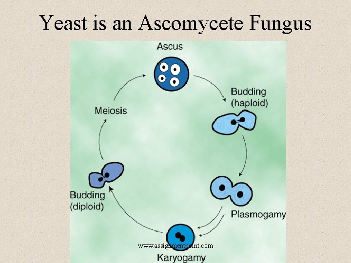 Yeast is an Ascomycete Fungus www. assignmentpoint. com 