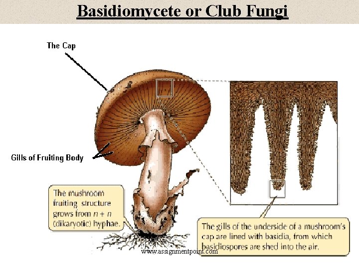 Basidiomycete or Club Fungi www. assignmentpoint. com 