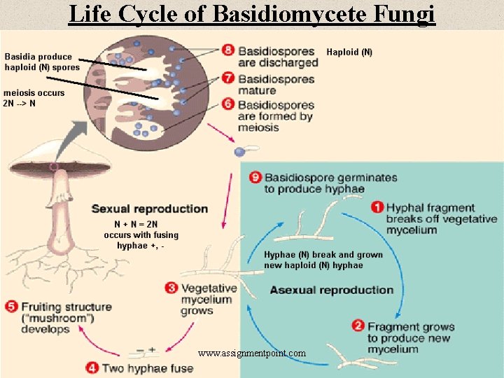 Life Cycle of Basidiomycete Fungi www. assignmentpoint. com 