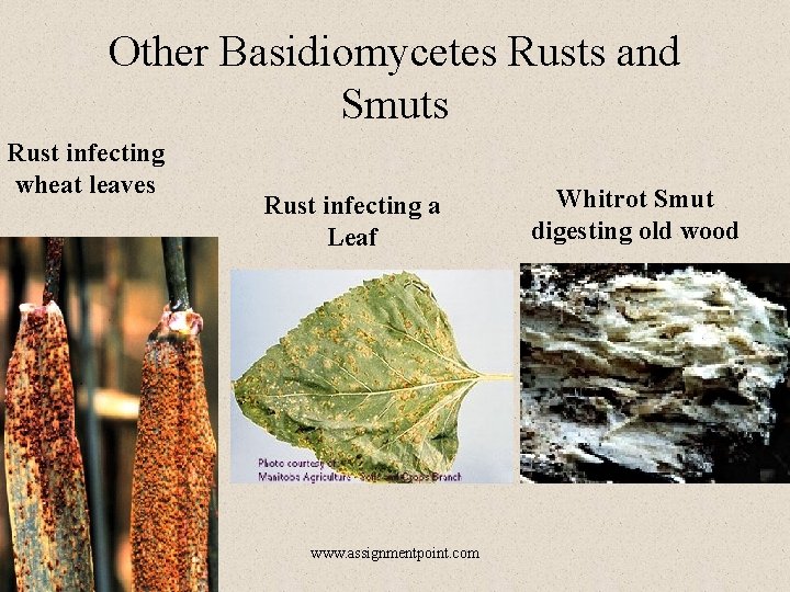Other Basidiomycetes Rusts and Smuts Rust infecting wheat leaves Rust infecting a Leaf www.