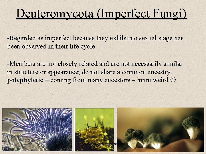 Deuteromycota (Imperfect Fungi) -Regarded as imperfect because they exhibit no sexual stage has been