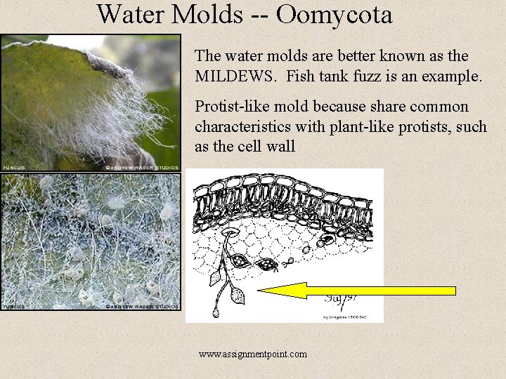 Water Molds -- Oomycota The water molds are better known as the MILDEWS. Fish