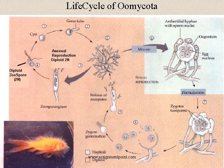 Life. Cycle of Oomycota www. assignmentpoint. com 