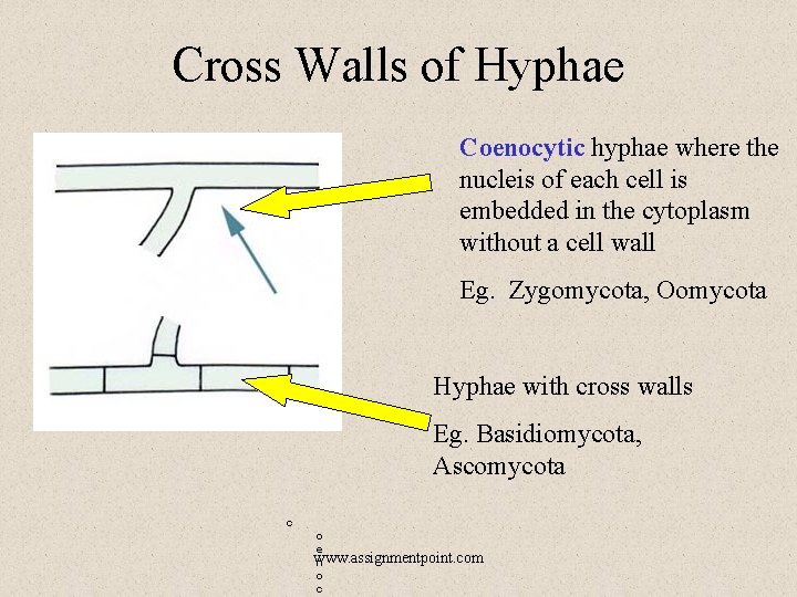  Cross Walls of Hyphae Coenocytic hyphae where the nucleis of each cell is