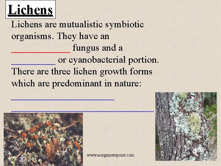 Lichens are mutualistic symbiotic organisms. They have an ______ fungus and a _____ or