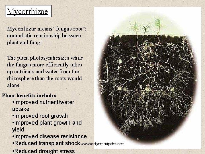 Mycorrhizae means “fungus-root”; mutualistic relationship between plant and fungi The plant photosynthesizes while the