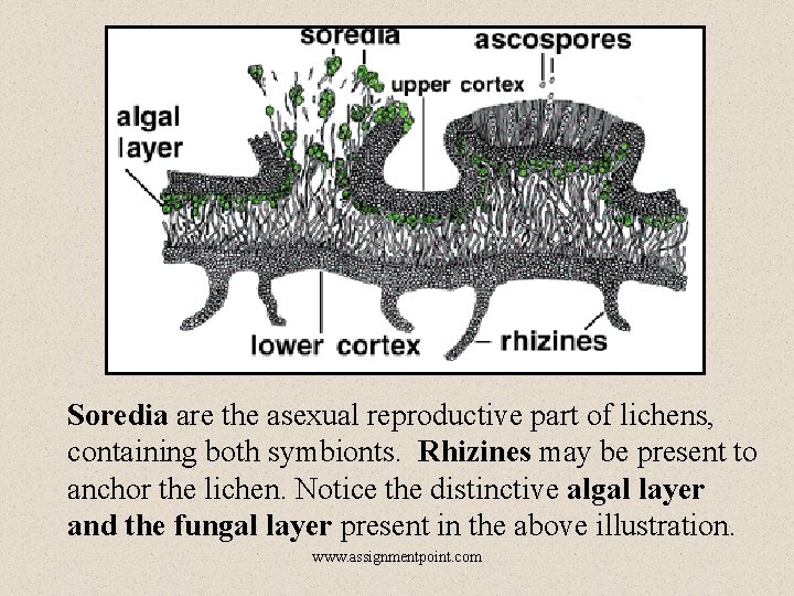 Soredia are the asexual reproductive part of lichens, containing both symbionts. Rhizines may be