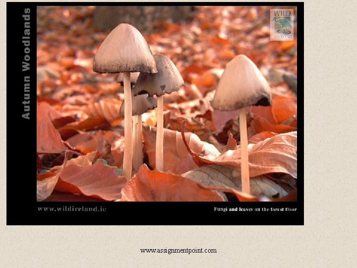 An example of Fungi You know www. assignmentpoint. com 