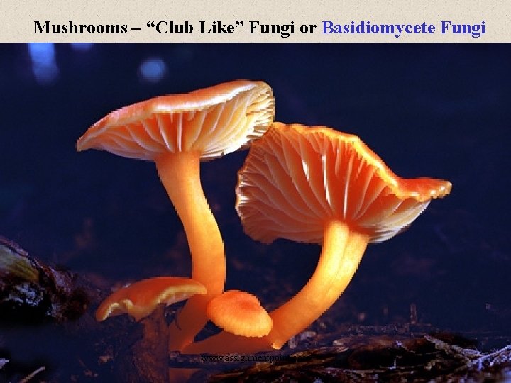 Mushrooms – “Club Like” Fungi or Basidiomycete Fungi www. assignmentpoint. com 