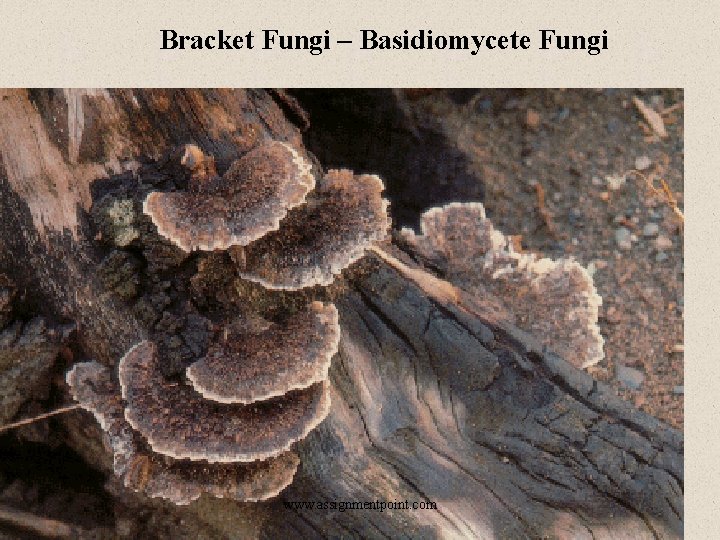 Bracket Fungi – Basidiomycete Fungi www. assignmentpoint. com 