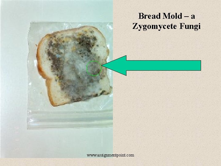 Bread Mold – a Zygomycete Fungi www. assignmentpoint. com 