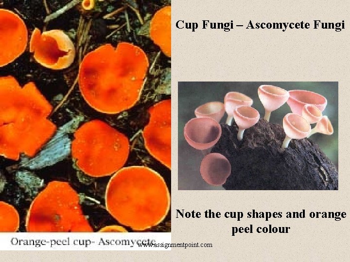 Cup Fungi – Ascomycete Fungi Note the cup shapes and orange peel colour www.